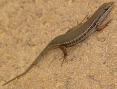 Trachylepis variegata