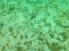 Urobatis jamaicensis