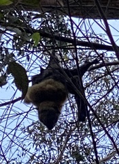 Pteropus poliocephalus