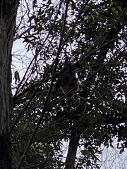 Pteropus poliocephalus