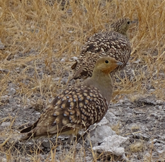 Pterocles namaqua