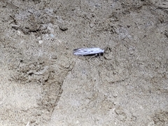 Ethmia discostrigella