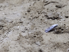 Ethmia discostrigella