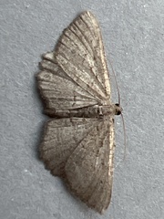 Rhoptria asperaria