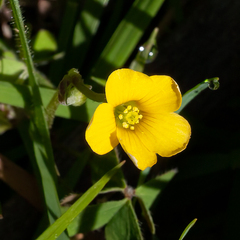 Oxalis perennans