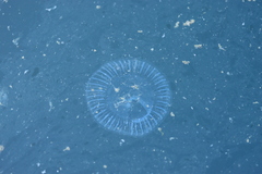 Aequorea victoria