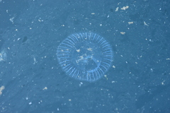 Aequorea victoria