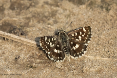 Spialia galba