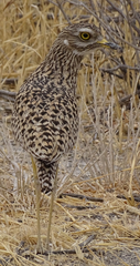Burhinus capensis