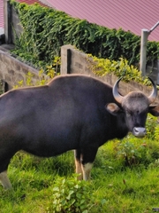 Bos gaurus