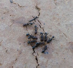 Tetramorium sericeiventre