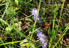 Scabiosa comosa