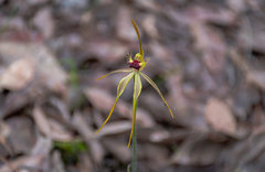 Caladenia longiclavata