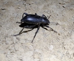 Eleodes armata