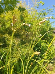 Libertia