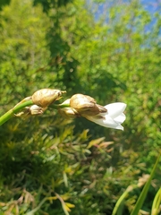 Libertia