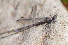 Argia tonto