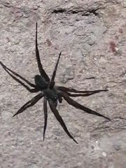 Kukulcania hibernalis