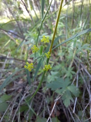 Bupleurum scorzonerifolium