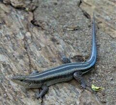 Trachylepis margaritifera