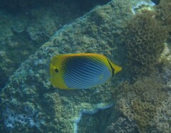 Chaetodon ocellicaudus