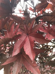 Ricinus