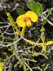 Dillwynia retorta