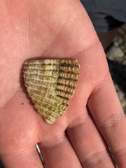 Cardiidae