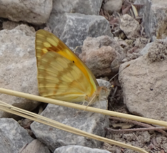 Colotis vesta