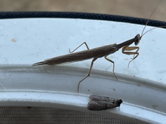 Galepsus