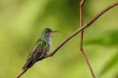Chrysuronia versicolor
