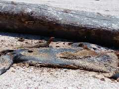 Microlophus delanonis