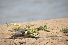 Varanus panoptes panoptes