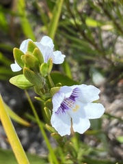 Prostanthera saxicola montana
