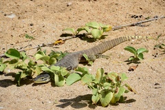 Varanus panoptes panoptes