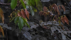 Phylloscartes ceciliae