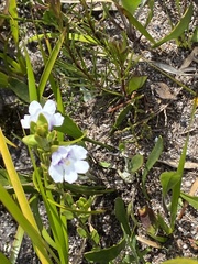 Prostanthera saxicola montana