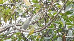 Phylloscartes ceciliae