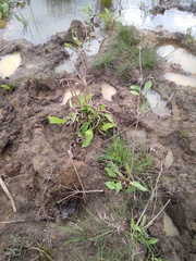 Alisma plantago-aquatica