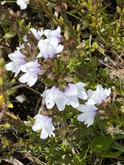 Prostanthera saxicola montana