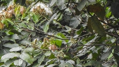 Phylloscartes ceciliae