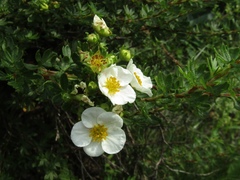 Dasiphora mandshurica