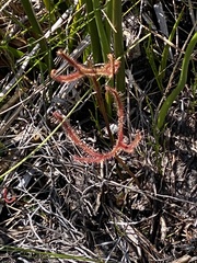 Drosera binata