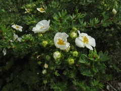 Dasiphora mandshurica