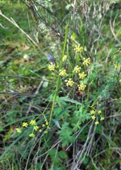 Bupleurum scorzonerifolium