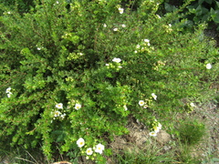 Dasiphora mandshurica