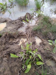 Alisma plantago-aquatica