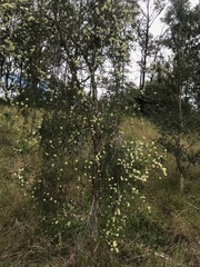 Melaleuca nodosa