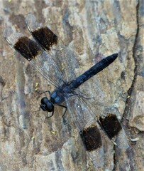 Brachythemis leucosticta
