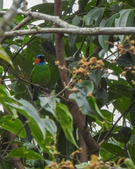 Tangara cyanocephala